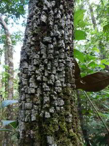 Madeira Itaúba: Durabilidade e Preço! - Madeireira Cedro