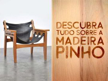 Saiba tudo o que você precisa saber para apostar na madeira pinho, o pinheiro-do-Paraná.