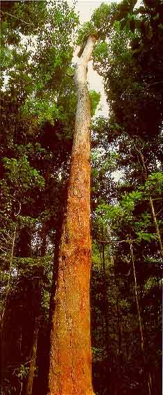 Árvore da espécie nectandra rubra.